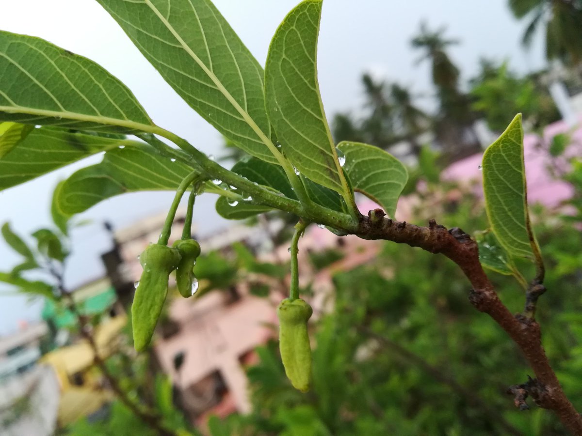 AyanPawanist_'s tweet photo. #AA #AyanPawanist_ #AA_Photography #Evenging #Nature 📸😍🌲 https://t.co/xeSubmN7Ar