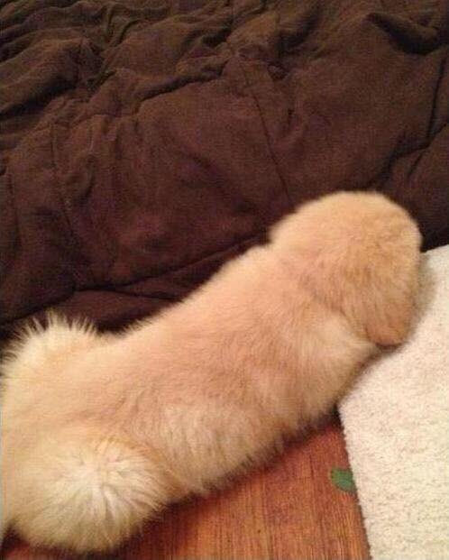 HeidiStea's tweet image. I find myself drawn to stroke this adorable pup 🤔🐶❤️🐶