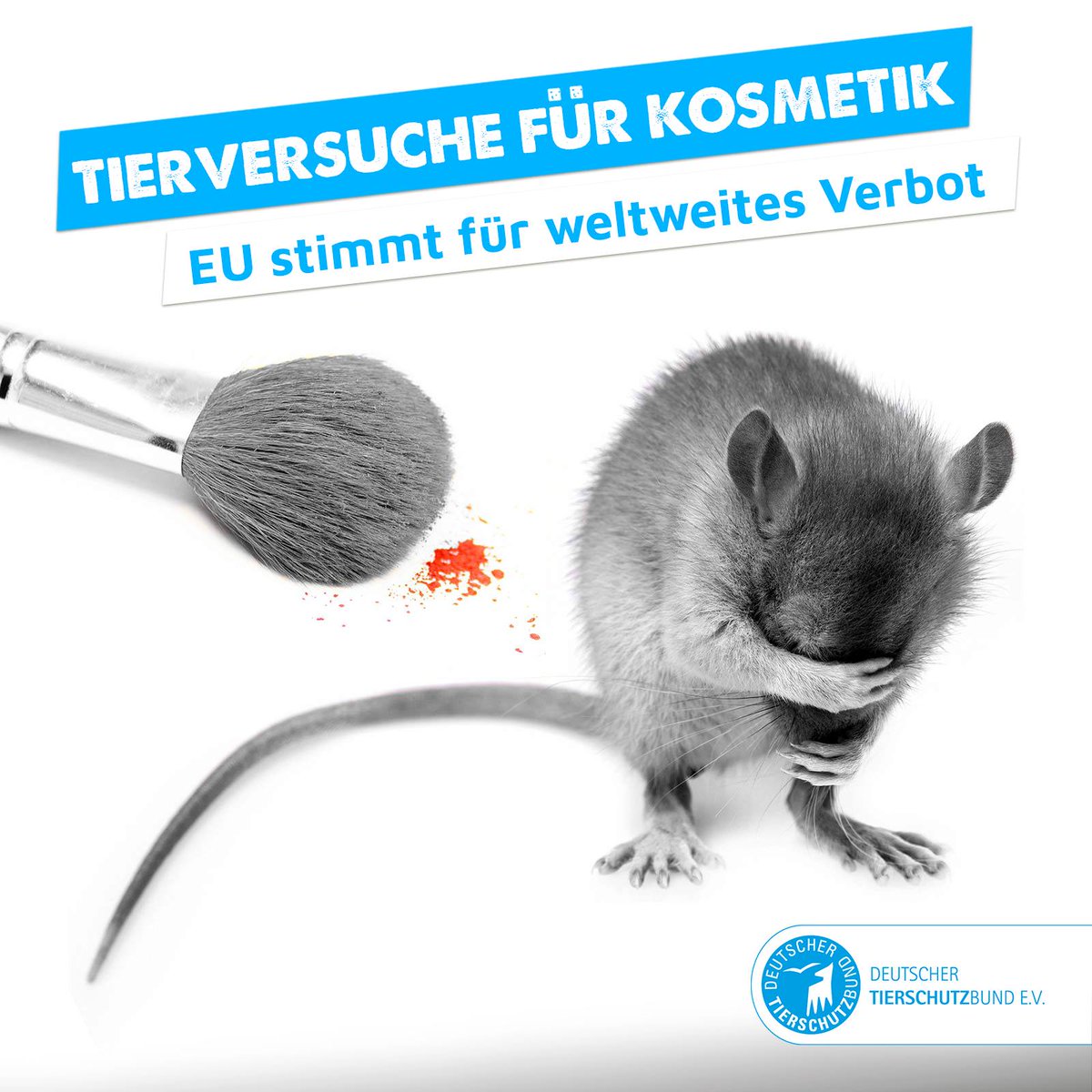 tierschutz_bund's tweet photo. Super 👏! Das #EU-Parlament hat eben beschlossen, sich bei den Vereinten Nationen für ein weltweites Verbot von #Tierversuchen für #Kosmetik einzusetzen. Wir freuen uns sehr, dass unser jahrzehntelanger Kampf endlich auch weltweit Früchte trägt. https://t.co/bU2KniVcBe https://t.co/dOuYOiSIi6