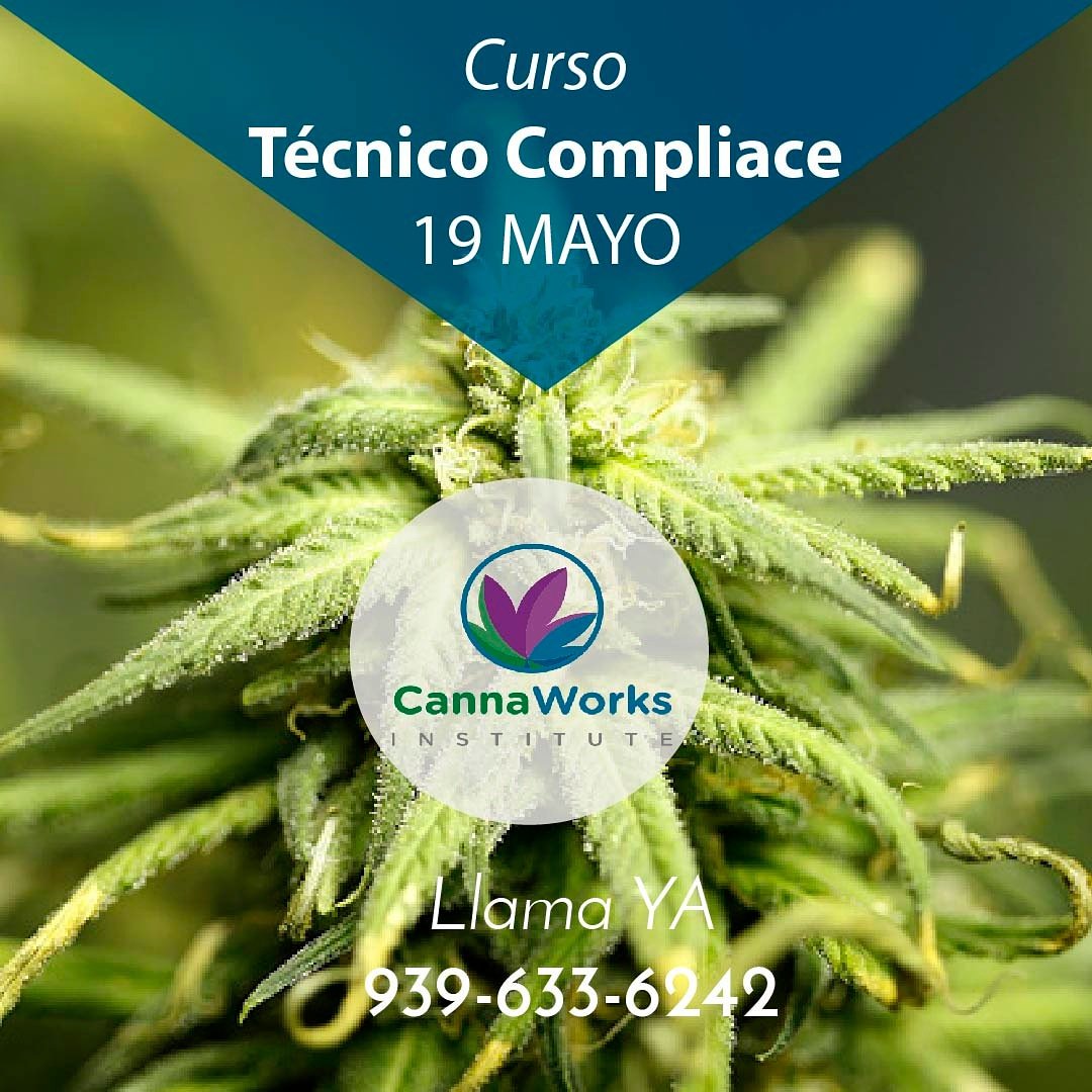 cannaworkspr's tweet photo. 🌿👌 Qué espera para inscribirte en el curso técnico dispensario para entrar a la Industria del cannabis, arriésgate a conocer este grandioso mundo que te ofrece oportunidades. Llama YA al📲 939.633.6242 o inscríbete desde nuestro sistema web https://t.co/Ncv7vvQioO https://t.co/v7CqTwz9QV