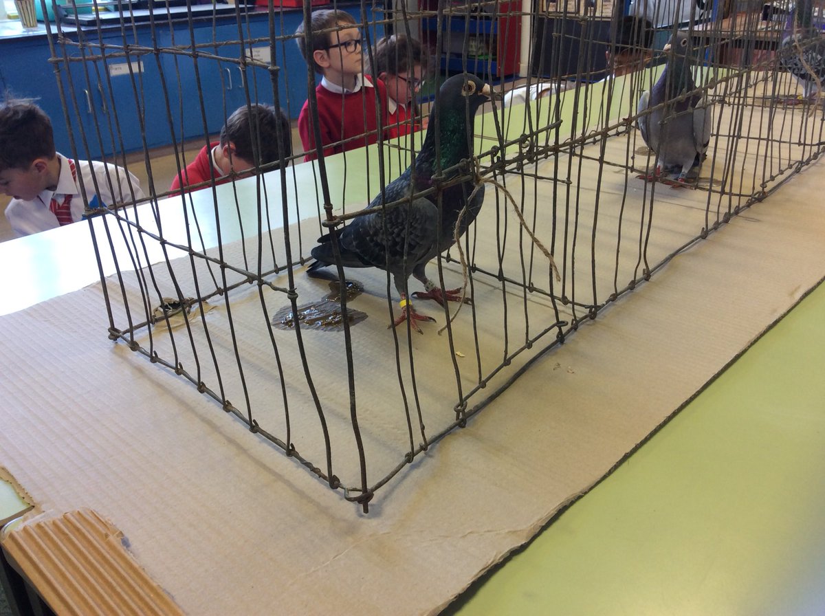 Alvertonrg's tweet photo. Tweeting about the birds. Lanyon with some unexpected feathered friends. @alvertonschool https://t.co/h7VGVeonNO