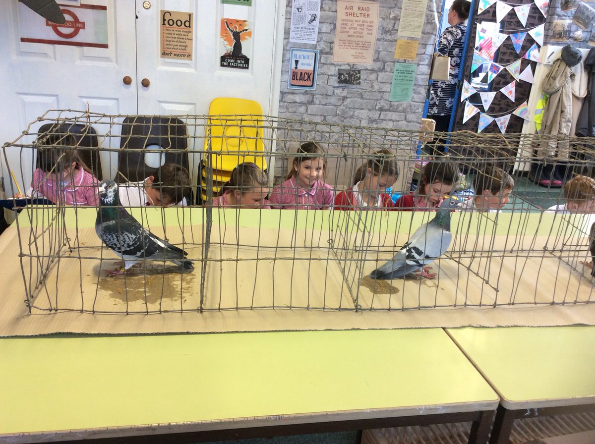 Alvertonrg's tweet photo. Tweeting about the birds. Lanyon with some unexpected feathered friends. @alvertonschool https://t.co/h7VGVeonNO