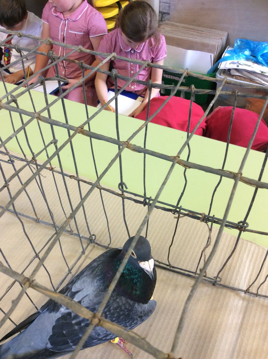 Alvertonrg's tweet photo. Tweeting about the birds. Lanyon with some unexpected feathered friends. @alvertonschool https://t.co/h7VGVeonNO