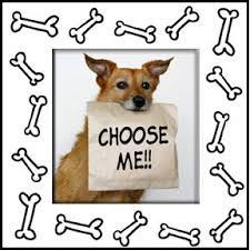 dogs_central's tweet photo. How to choose a dog

https://t.co/DiSvKnKsaX https://t.co/ay51MQpzo3