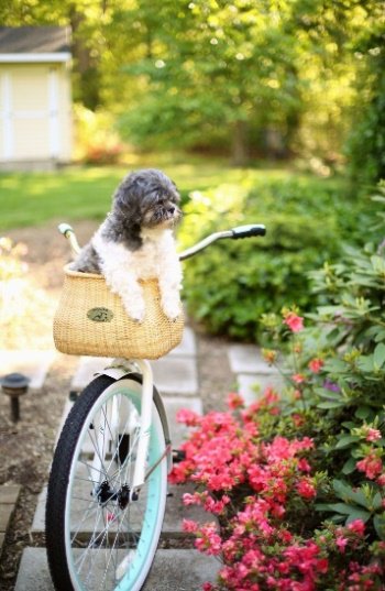 N_deSaintCastel's tweet photo. Hi #Lovely 💝's I hope you are well !
Enjoy this fantistic #day #Hugs
#ThursdayThoughts
#SpringIsBeautiful #DogsOfTwitter
☺️😍🐶🌺🍃🌺🌿🙋♀️ https://t.co/EoaxdDUi8J