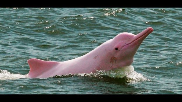 EL DEBER a Twitter: "#EXTRA Los delfines de la cuenca #Amazonas ...