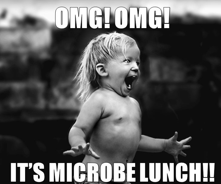 GermJuggler's tweet photo. Today's the day (May 3). It's time for #MicrobeLunch! Join us as at noon in 110 Schrenk to taste #DrDavesDiminutiveDelicacies, the #FruitsOfMicrobialLabor #LimburgherChallenge @MissouriSandT https://t.co/qa6zUEHZNL