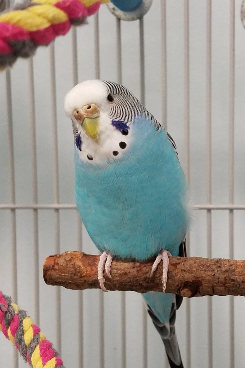 CPRHparrots's tweet photo. Lots of new birds in our adoption program. Meet them at https://t.co/IOoVrU7GgI #charlotte #pets #adoptdontshop #adopt #parrots https://t.co/UWrfb0B9rM