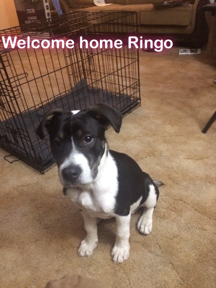 DavisTd77's tweet photo. #newpuppy, #puppy , #memorial, #beatles https://t.co/fqULxS8HB2