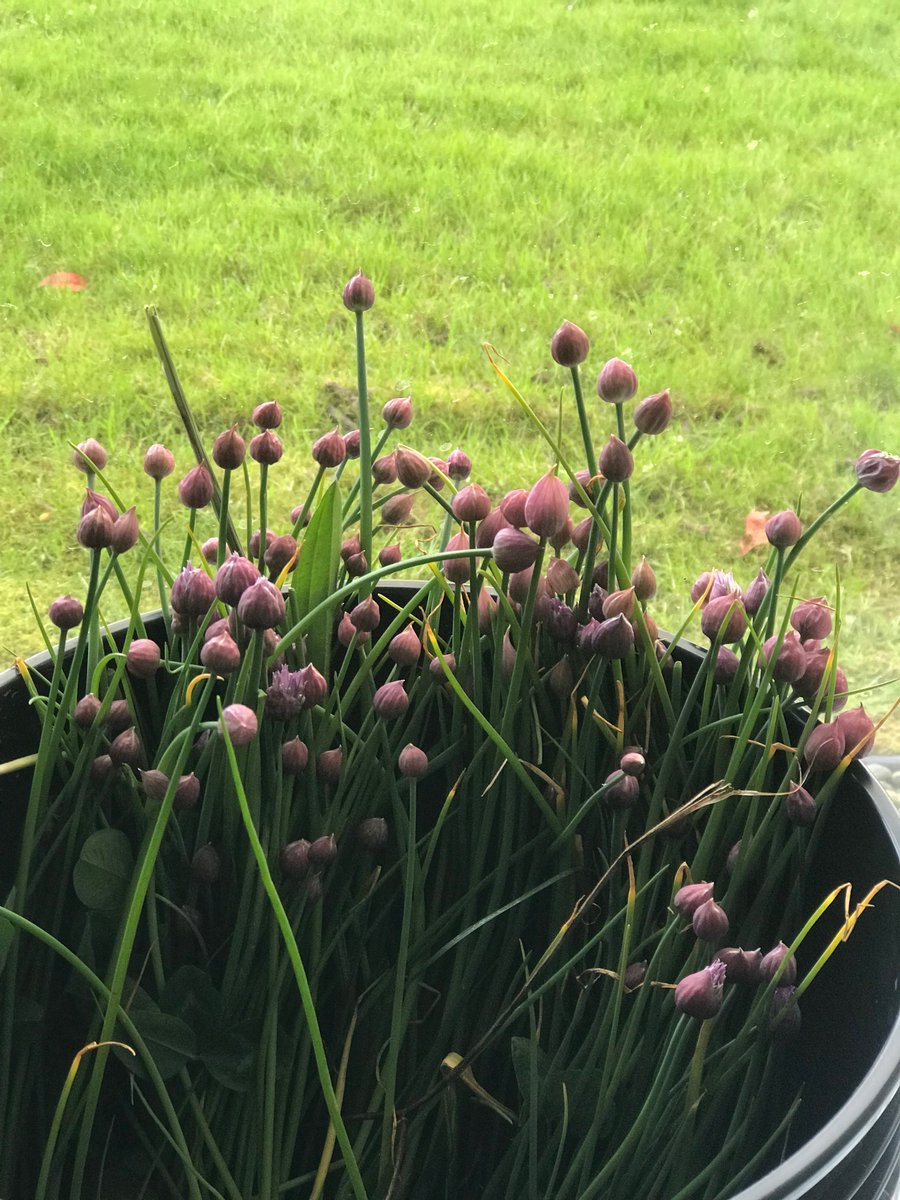 SVFarmsLLC's tweet photo. Nothing says spring like a bucket of chives. Visit us Saturday for opening day of @SheltonMarket #eatlocal #knowyourfarmer https://t.co/mnQV6X62B3