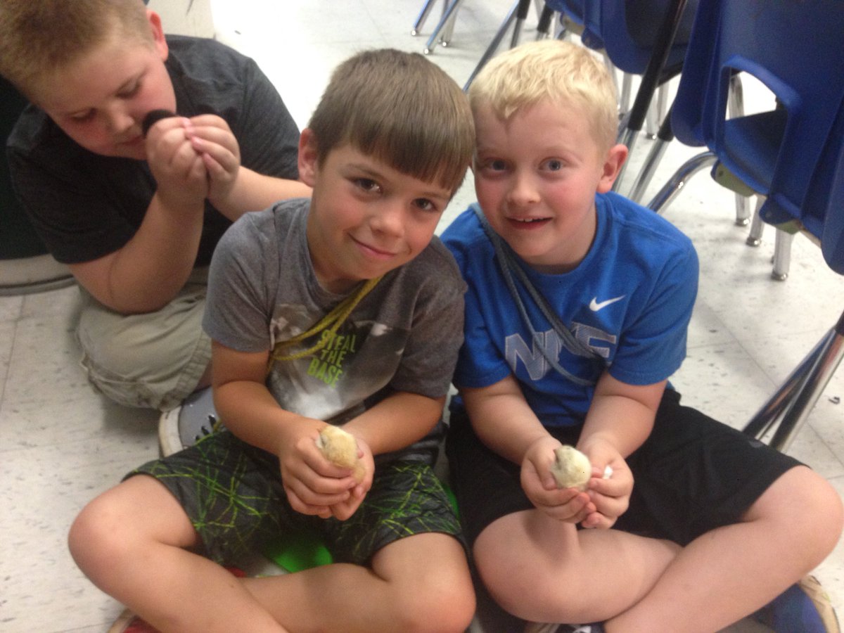 NorthCoveElem's tweet photo. Who wouldn’t want to come to school and play with baby chicks? #lifecycleofachicken #handsonlearning @McDowell590 @mrmarkgarrett @vance_whitney #McDowellInspires https://t.co/rKK9se2CWQ