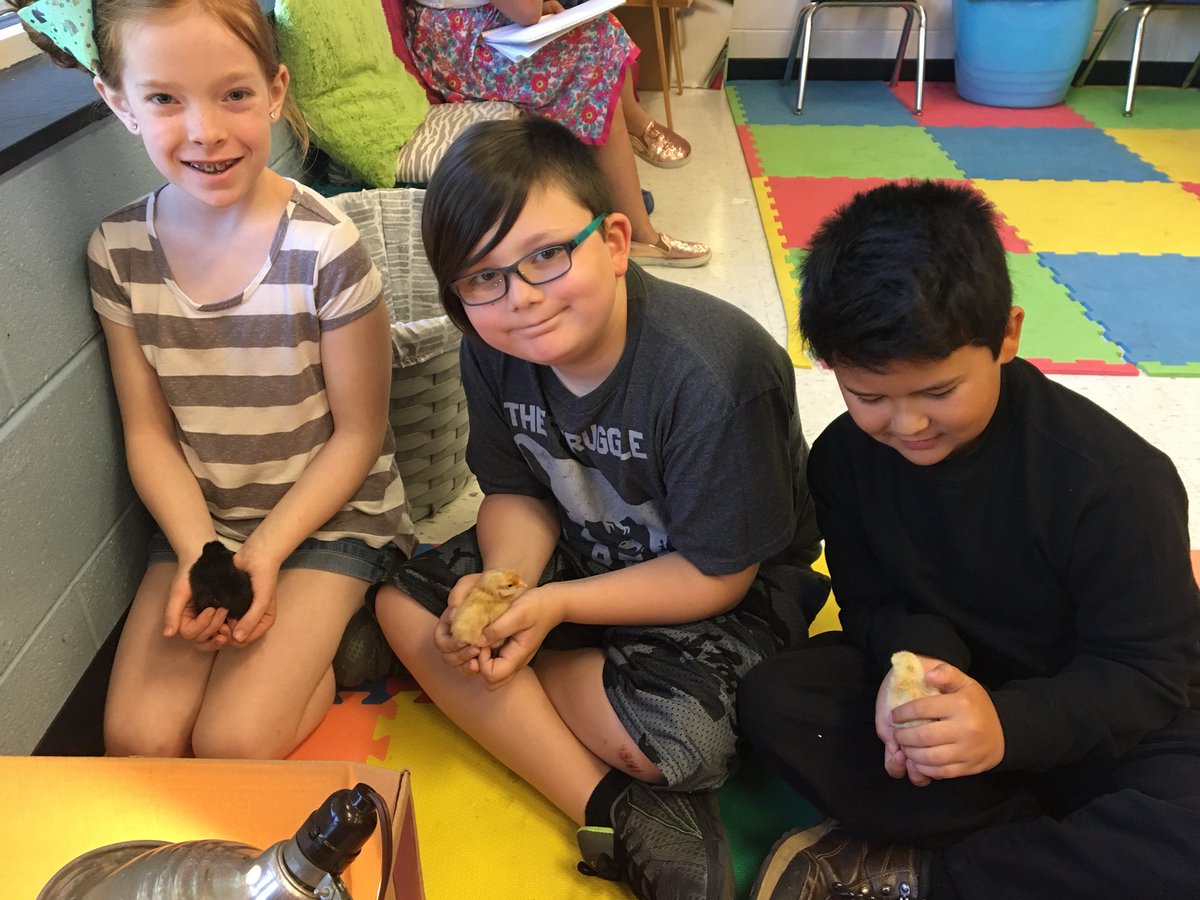 NorthCoveElem's tweet photo. Who wouldn’t want to come to school and play with baby chicks? #lifecycleofachicken #handsonlearning @McDowell590 @mrmarkgarrett @vance_whitney #McDowellInspires https://t.co/rKK9se2CWQ