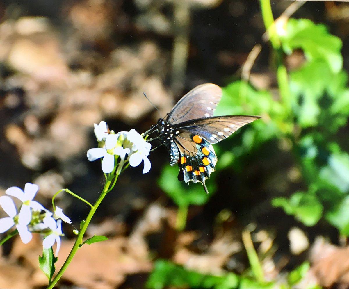 Dr. Michaelann Kelley tweet media