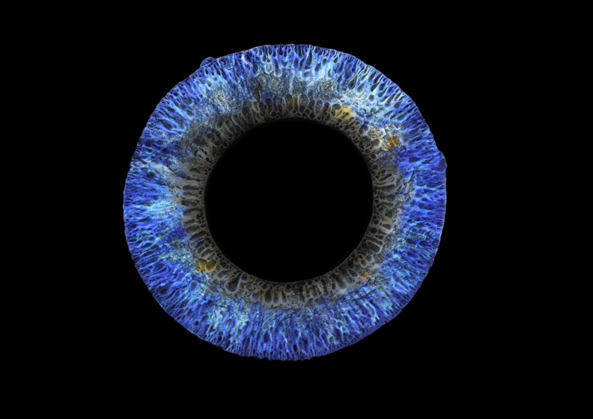 StrathImages's tweet photo. Alexandra Costa’s winning Adv. Manufacturing &amp; Materials entry shows a polymer membrane, developed through her research, that aims to revolutionise water treatment benefitting poorer communities. Vote for your fave image now: https://t.co/il18P1BSdi #Images2018 https://t.co/urUzMOkOK5