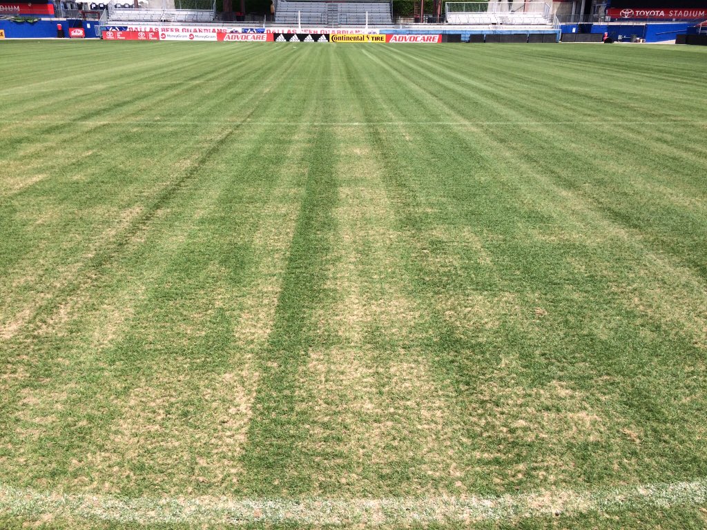 reedag04's tweet photo. In season #UniverseFrazeMowing on stadium pitch 12 days ago. Had 21 days to recover before next match, 9 days to go. Very pleased at recovery and thickness of grass. Not 100% bermudagrass yet but good mix and great start to our transition. https://t.co/bsQLGXsQYr