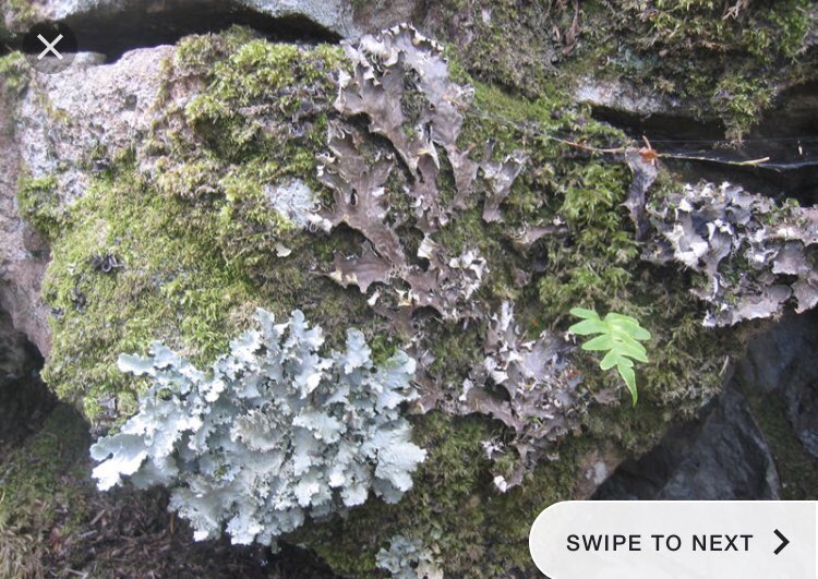 FLHS_nicoled's tweet photo. lichens grow on rocks and eventually turn the rock into soil #ecologicalsucccession https://t.co/SkfWAyUSBN