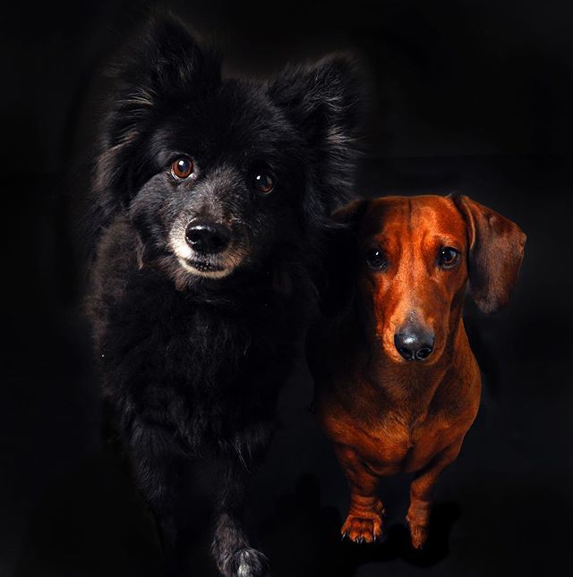 palakmittal's tweet photo. 🖤🧡 •
•
•
•
•

#WHPmini #_soi #indiapictures #Culturetrip #creativeimagemagazine #MyPixelDiary #lensculturestreets #burnmagazine #dogsofinstagram #dachshund #pomeranian #petstagram #instadog #doglover #instagramdogs #instapuppy #dogstagram#TheWeek… https://t.co/hjtnr8PuLj https://t.co/hVH5tln5Ja