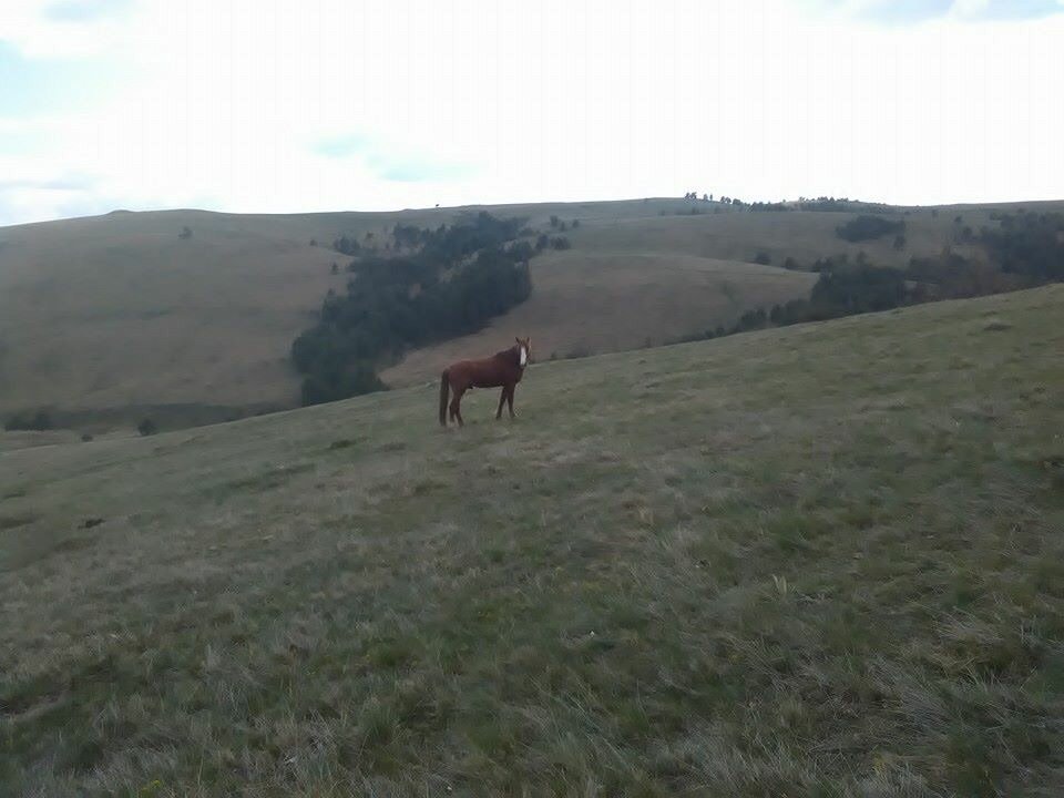 SmallFarmMounta's tweet image. Fresh from mountain ☺️