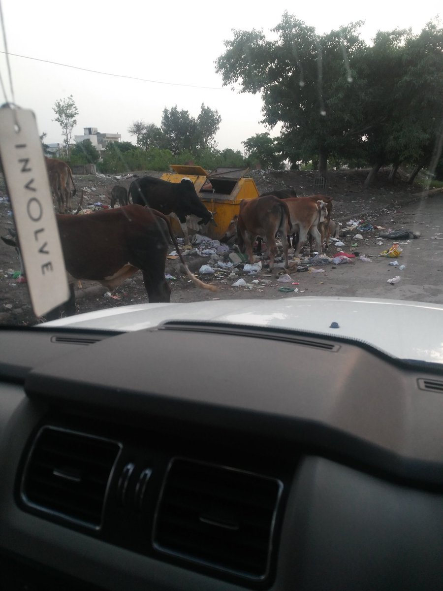 Shri_Niwash's tweet photo. पंचकूला Sector-25 व 26 की deviding road,(किसान मंडी की जगह के नजदीक)
#HinduRashtra 
#GauMata
#SwachhBharat 
#Polythin Ban 
@cmohry 
@mlkhattar जी गउओं (जिन्हें भारत मे माता भी माना जाता है)को पॉलीथिन व कचरा खाने से बचाने के लिये निवेदन। https://t.co/EAVpDcxZcS