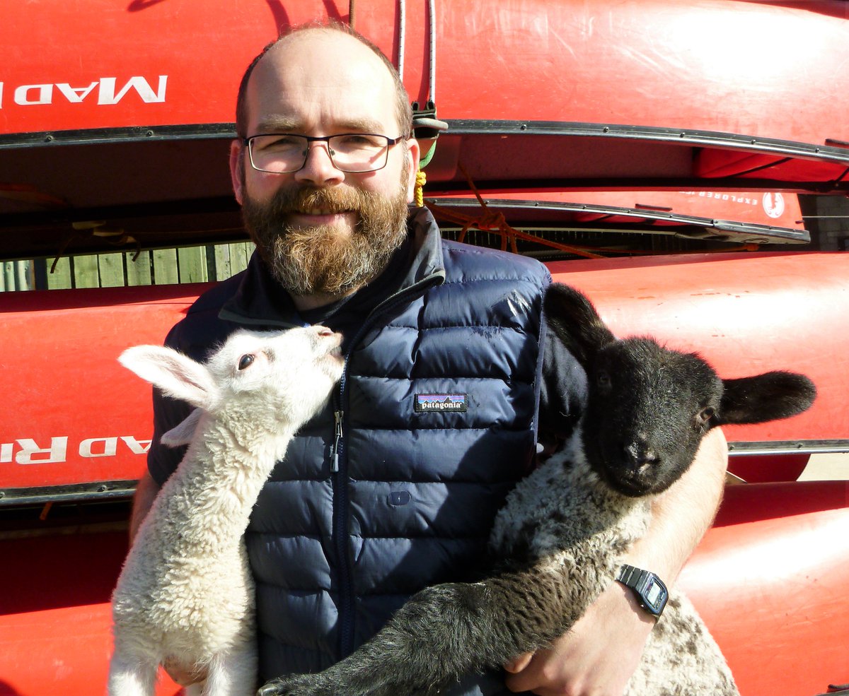The Lambs @peatrigg are getting big after being bottle fed through April. But who will be first to #bravetheshave #lambsorDave.......
