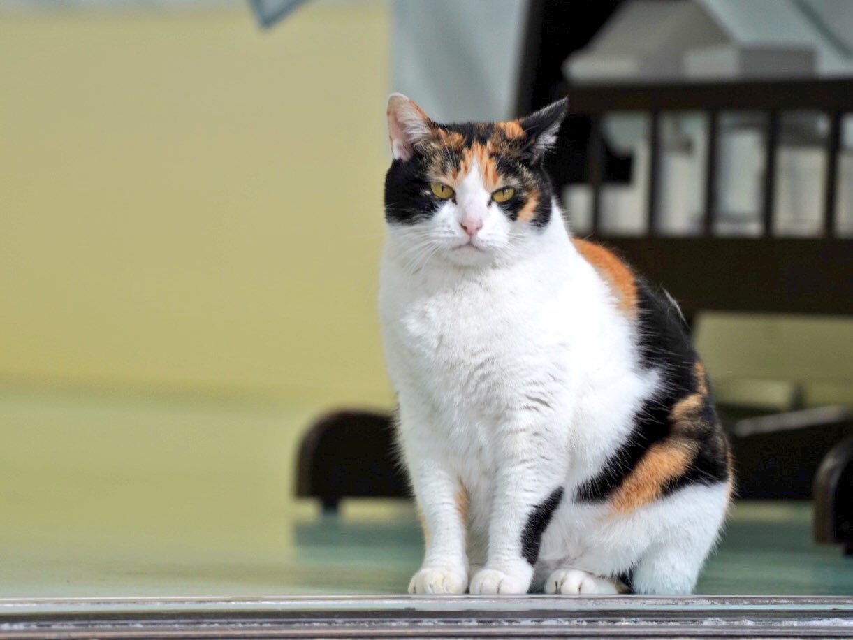 野良猫散歩🐱ねこ休み展 على X: 