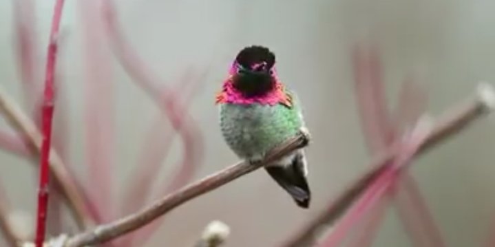 Hashimak2's tweet photo. A bird named surkav...cost 25 lakh..19 photographers took 62 days to complete the https://t.co/sCUxZA4LQJ changes its color in every second... https://t.co/LoPkz8N6AM