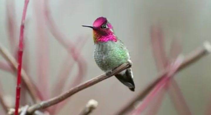 Hashimak2's tweet photo. A bird named surkav...cost 25 lakh..19 photographers took 62 days to complete the https://t.co/sCUxZA4LQJ changes its color in every second... https://t.co/LoPkz8N6AM