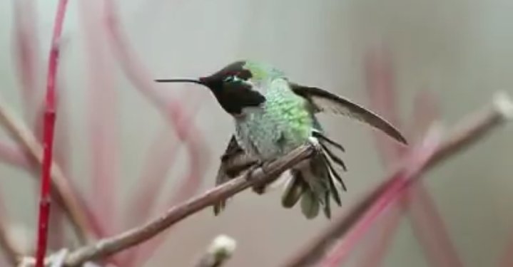 Hashimak2's tweet photo. A bird named surkav...cost 25 lakh..19 photographers took 62 days to complete the https://t.co/sCUxZA4LQJ changes its color in every second... https://t.co/LoPkz8N6AM