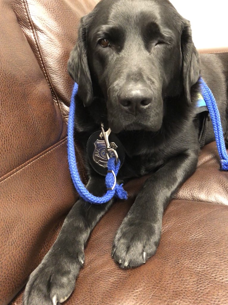 PADSk9Merlot's tweet photo. #forensicchildinterview before 8am is ruff. Must. Not. Fall. Asleep. #mornings #workingdogproblems #itsadogslife @reginapolice @PADSdogs https://t.co/pnCLq06gqg