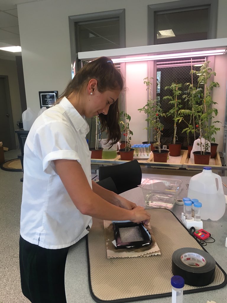 SHA_SciRes's tweet photo. Claire Carney (‘19) making sustainable paper using three different species of algae https://t.co/yTT4iKwByR