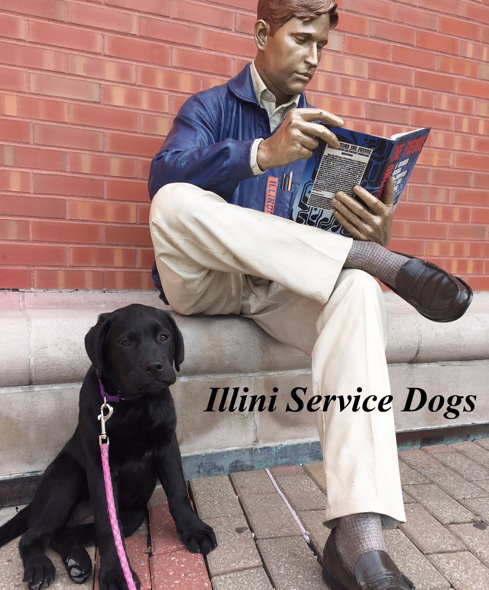 Illinidogs's tweet photo. Happy reading day, Illini! Poppy is hitting the books, and wishes everyone good luck with the beginning of finals! https://t.co/fTn7oJyybw
