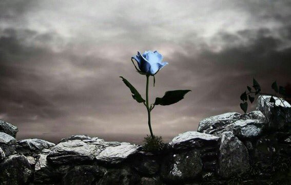 لا يمكنك أن ترى صورتك في الماء وهو يغلي،،،

وبالمثل لا يمكنك أن ترى الحقائق وأنت غاضب،،،

كن جميلاً"  فالكل سيرحل

.

.💞🕊