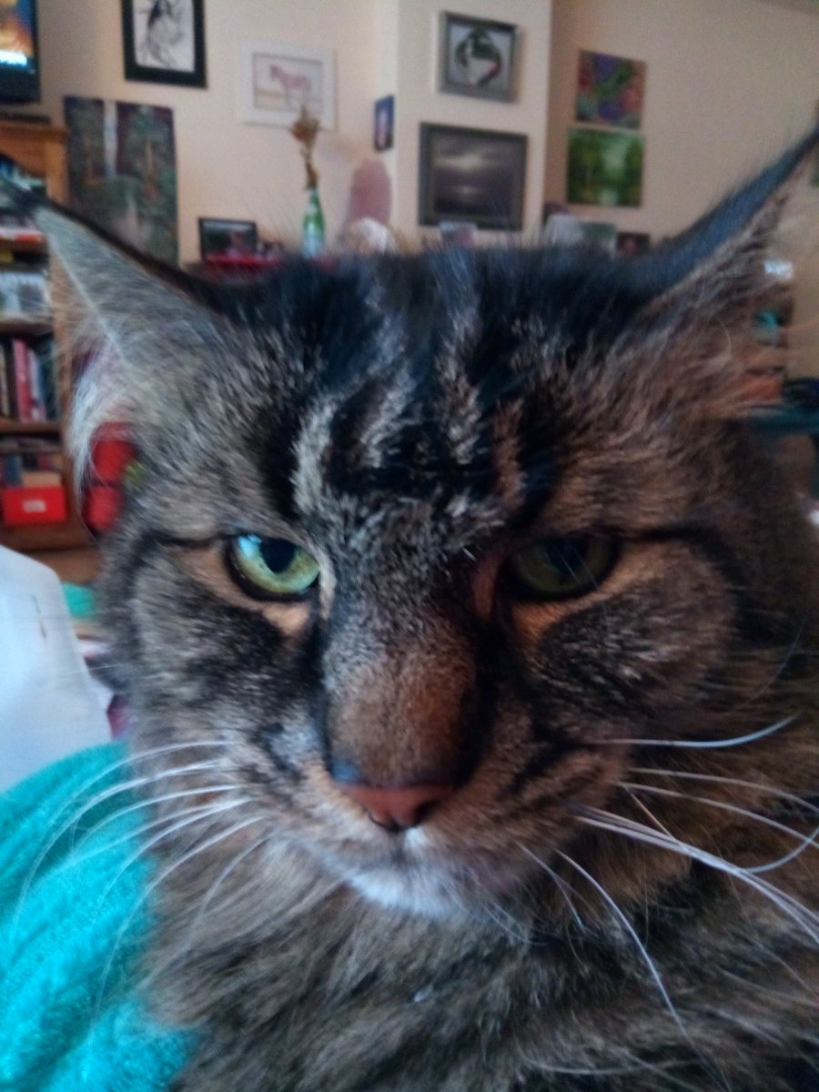 MrManFromCO's tweet photo. Stop working, Mom. I wish to sit on you. #catsoftwitter #MaineCoon #KnowYourPriorities https://t.co/T8FCwv1MyF