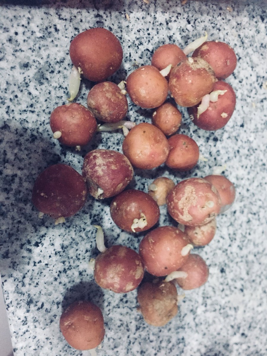VerdeRinconcito's tweet photo. Aprovechando unas papitas con raíz y comenzando la siembra en casa.... https://t.co/J1m8Z8Q3hQ