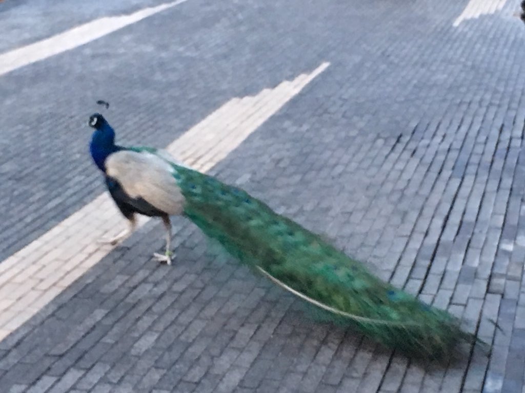 Great @linuxfoundation  event @CloudNativeFdn  at #TivoliGardens Thanks @dankohn1 and @jzemlin  A real live peacock! #Kubernetes