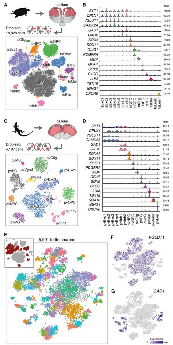 notSoJunkDNA's tweet photo. Evolution of pallium, hippocampus, and cortical cell types revealed by single-cell transcriptomics in reptiles
https://t.co/VXUkcY9l8P https://t.co/RRuri7GI7P