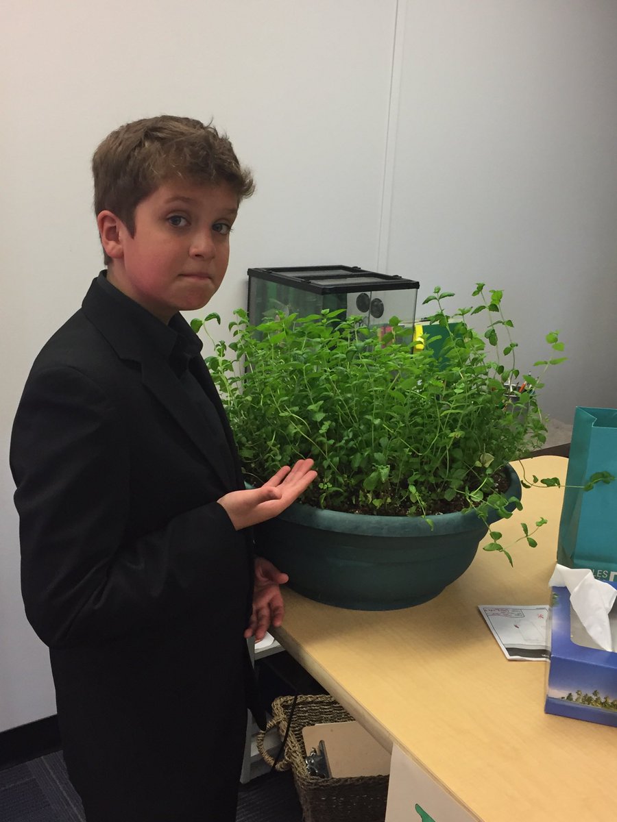 Growing tea
