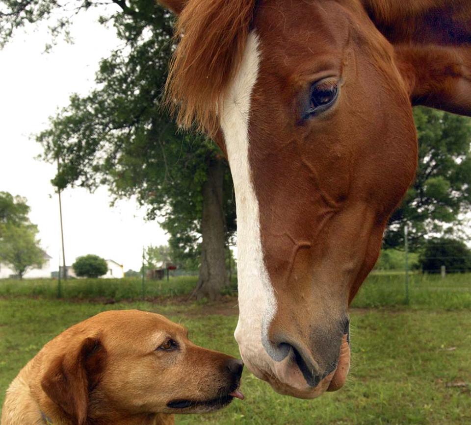 The Kentucky Derby is this weekend! Which horse will you and your #pup be cheering on?