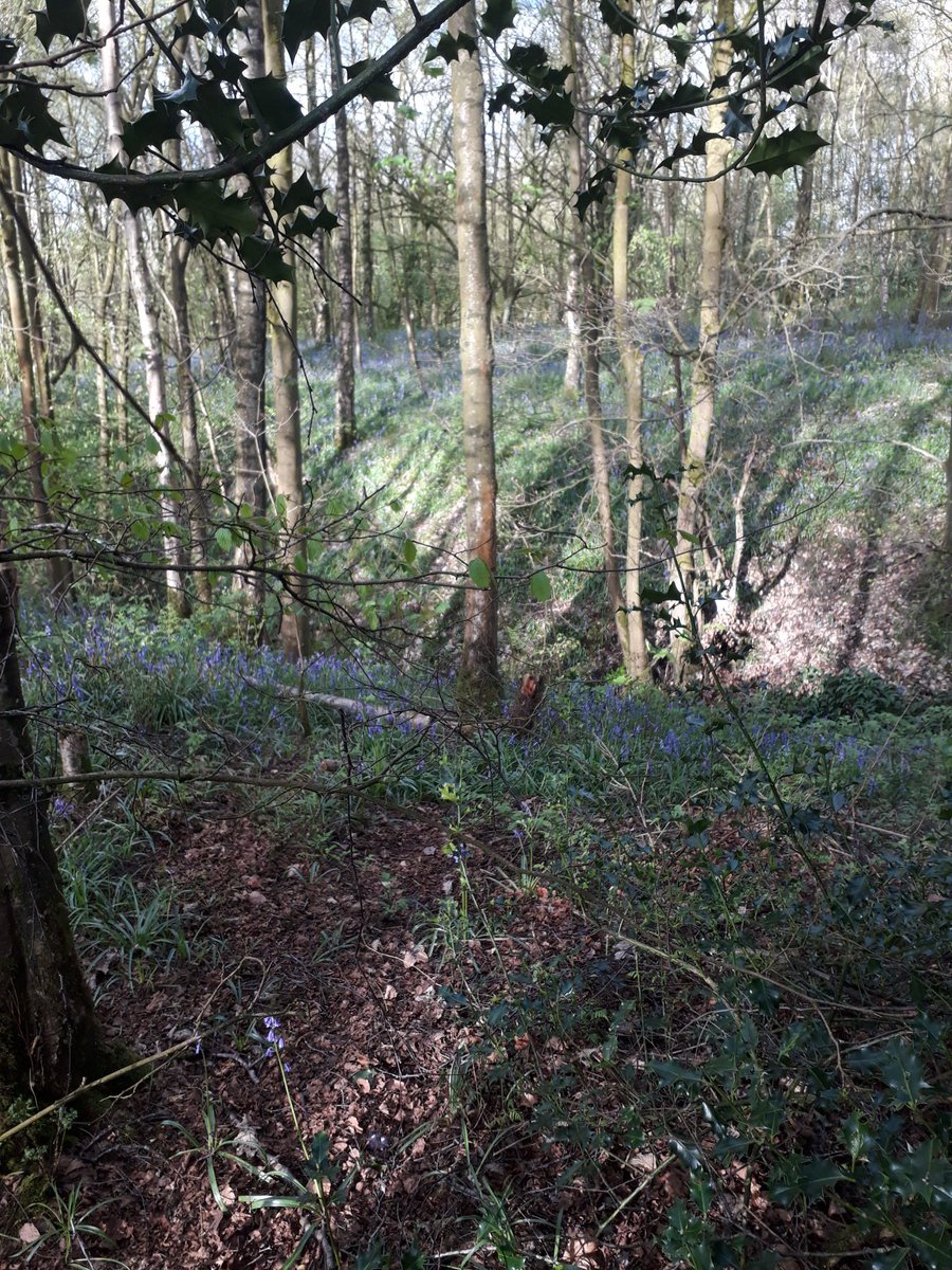jensen1cat's tweet photo. #BigBluebellWatch @WoodlandTrust #hagwood #Burnley #Ightenhill https://t.co/GVlLi4yR2h