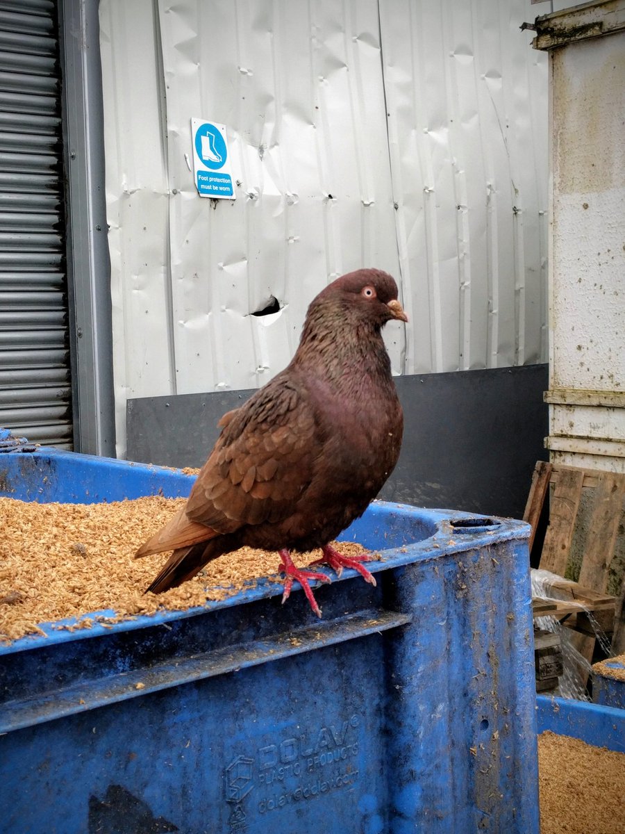 This handsome pigeon lives outside the brewery. His name is Percy Sledge.