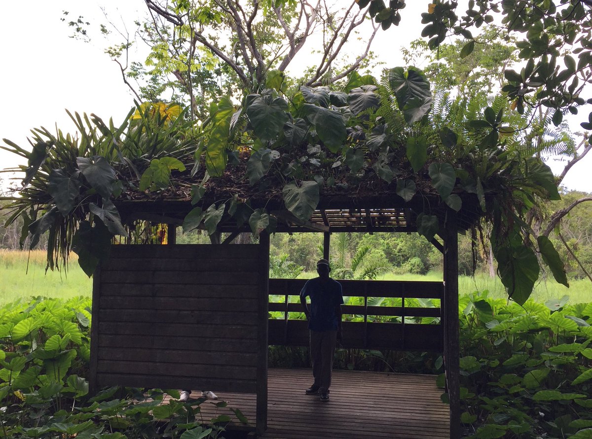 GillesLecuir's tweet image. Cheapest #greenroofs ever ;) #epiphytes