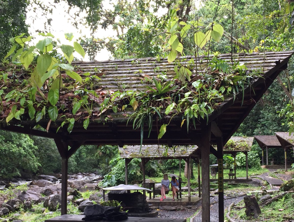 GillesLecuir's tweet image. Cheapest #greenroofs ever ;) #epiphytes