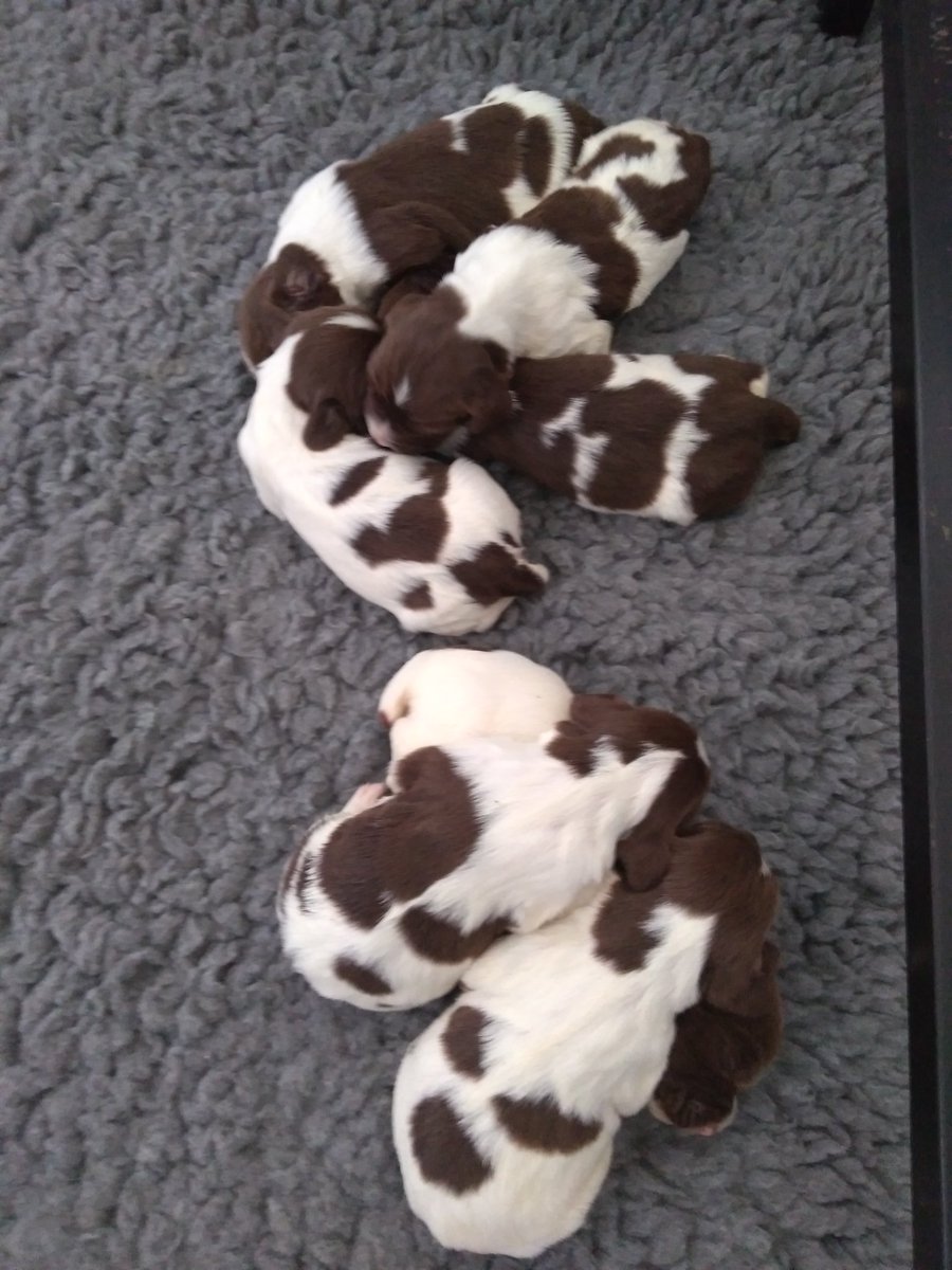 The Phoenix litter are now one week old and all snuggled up together. Their eyes are still closed but in the next week we expect they will open up to the world and the exploring can then begin.
