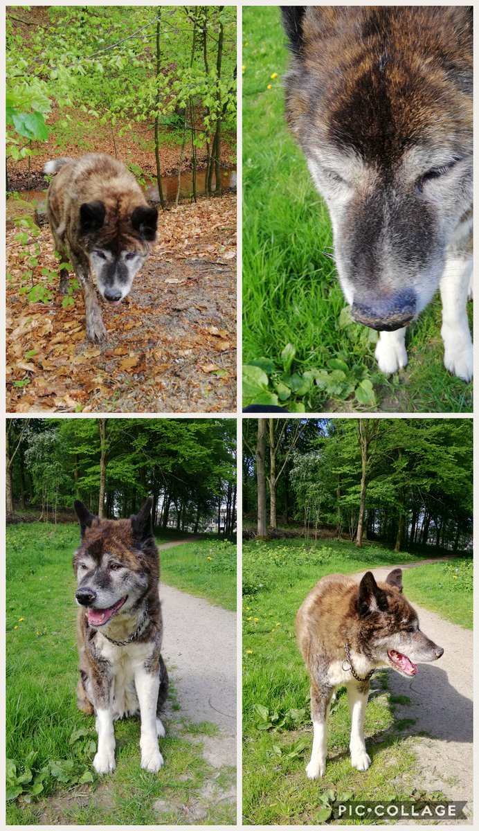 wernerkoning's tweet photo. Getting old. #Akita #trustycompanian #walkingbuddy #stubbornashell 😁 https://t.co/97mZdl59Fl