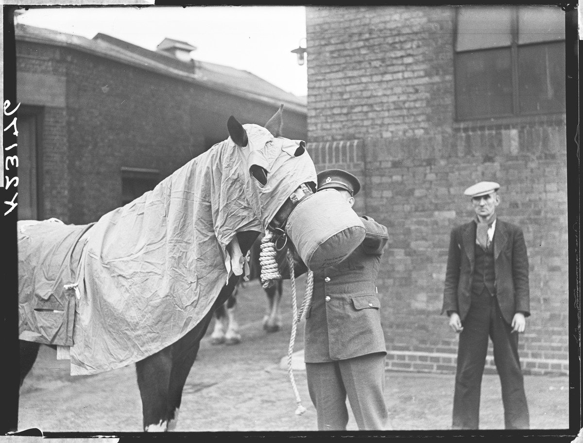 The Museum of English Rural Life on Twitter: "Sure you've heard of horse gas masks, but have also heard gas rugs? This horse is being fitted both by @RoyalVetCollege