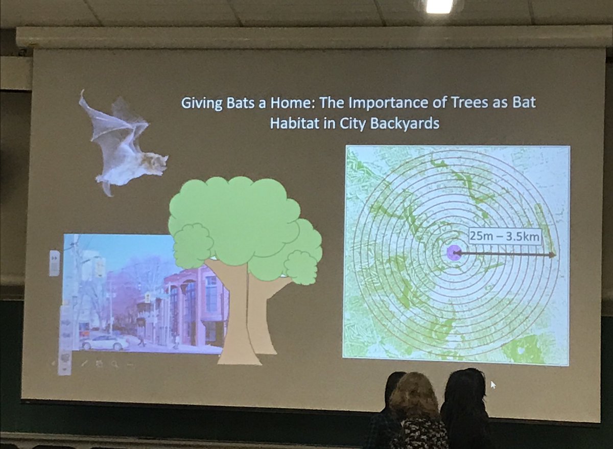 GLELCarleton's tweet photo. GLEL’s #laurenmoretto competing in 3MT @OCIBSymposium today! #OCIB #urbanbats https://t.co/fIIjWXl4bz