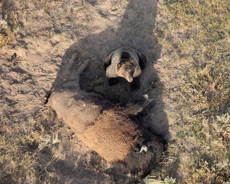 A Yellowstone griz on bison. While flying an aerial route tracking the movement of wolves, biologist Doug Smith happened upon this scene. Visually impactful, he captured the remarkable shot a couple of summers ago.  A reminder of how wild our first national park is.....
