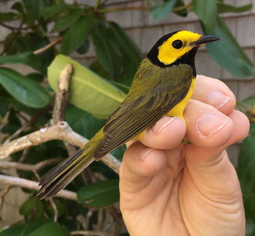 ManometBanding's tweet photo. Manomet has been flooded with a new batch of #neotropicalmigrants after another clear night of southwest winds. This male Hooded Warbler has been the crown jewel so far. #manometspring2018 #birdbanding #birdringing #hoodedwarbler @ManometCenter @sashaparula https://t.co/OgBVEaqlb7
