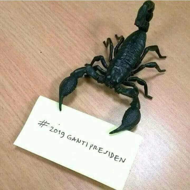 CharisSigit's tweet photo. Perintah Sudah Jelas Dari Raja Kalajengking, 2019 Ganti Presiden. #2019GantiPresiden https://t.co/BSQoDnA3wH