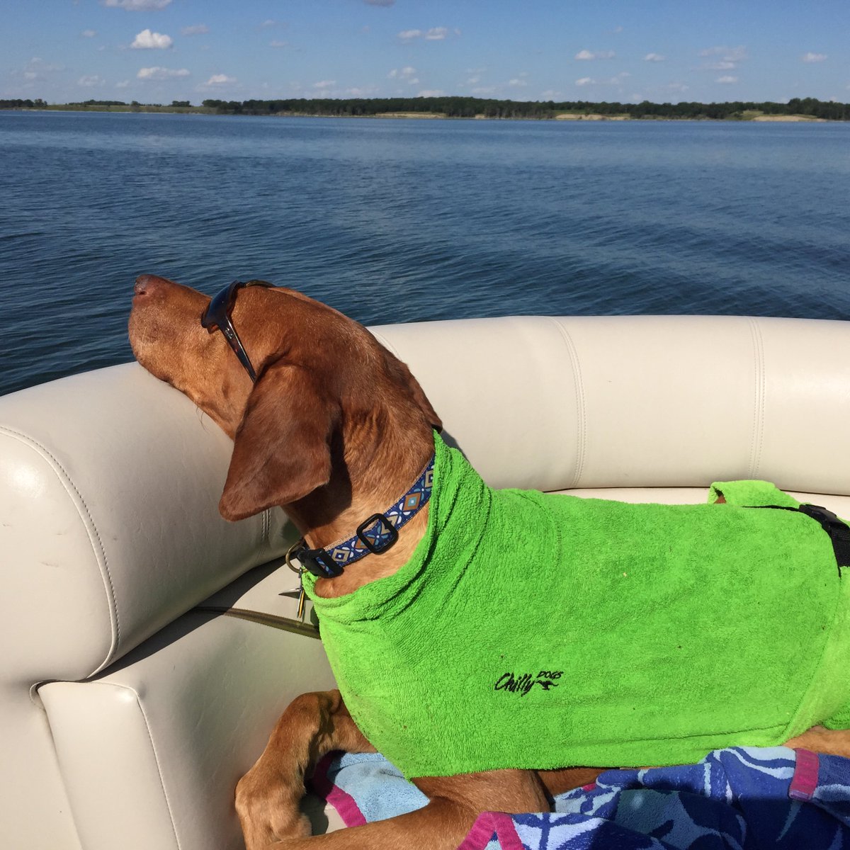 Chilly Dogs Canada tweet media